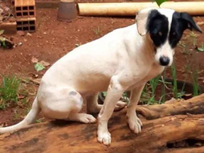 Cachorro raça SRD-ViraLata idade 3 anos nome Mimosa