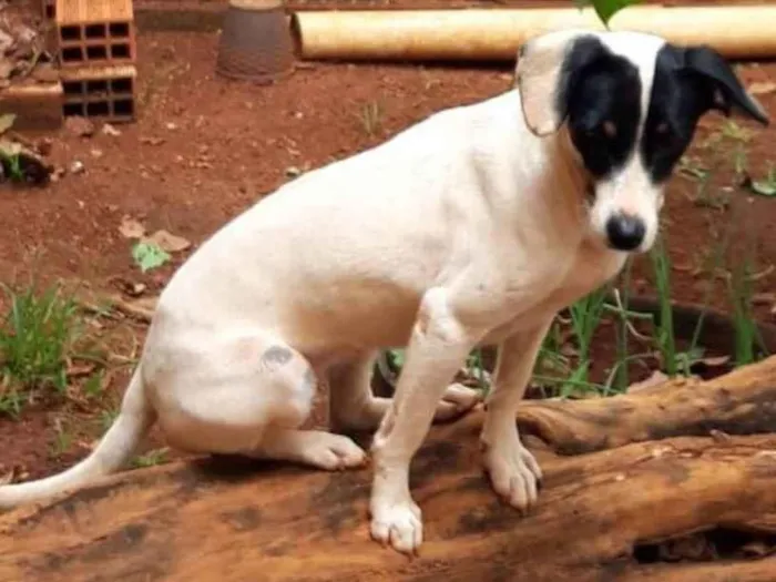 Cachorro ra a SRD-ViraLata idade 3 anos nome Mimosa