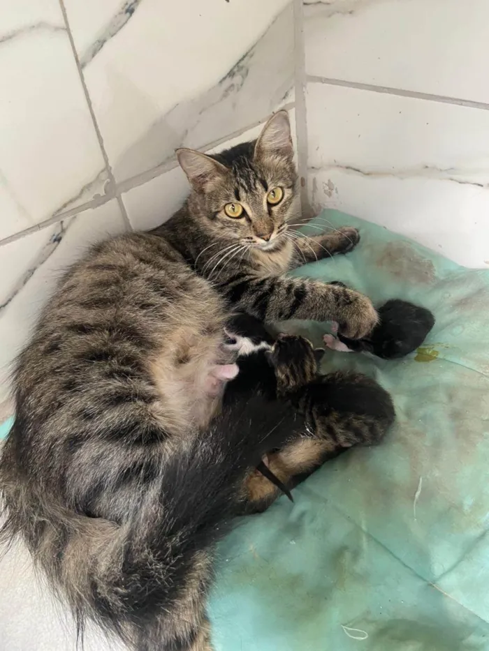 Gato ra a SRD-ViraLata idade Abaixo de 2 meses nome Bebês da princesa 