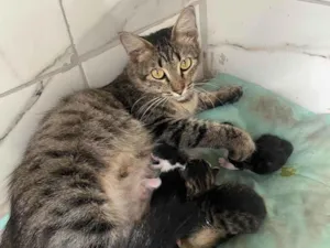 Gato raça SRD-ViraLata idade Abaixo de 2 meses nome Bebês da princesa 