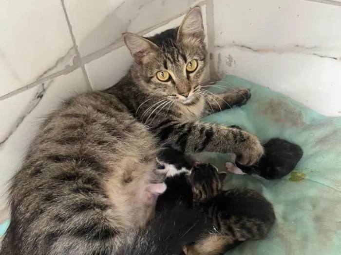 Gato ra a SRD-ViraLata idade Abaixo de 2 meses nome Bebês da princesa 