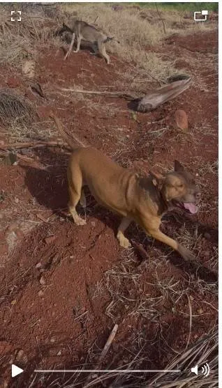 Cachorro ra a Pit-Bull idade 1 ano nome Não tem nome