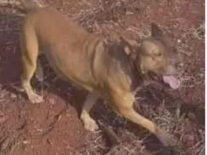 Cachorro raça Pit-Bull idade 1 ano nome Não tem nome