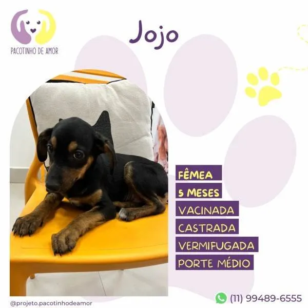 Cachorro ra a SRD-ViraLata idade 1 ano nome Jojo