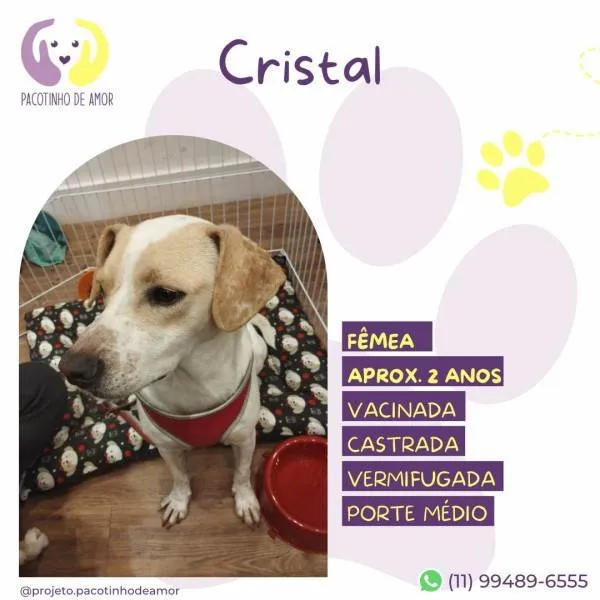 Cachorro ra a SRD-ViraLata idade 1 ano nome Cristal