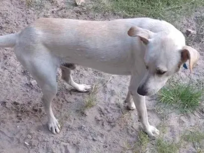 Cachorro raça SRD-ViraLata idade 3 anos nome lucky