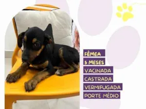 Cachorro raça SRD-ViraLata idade 1 ano nome Jojo