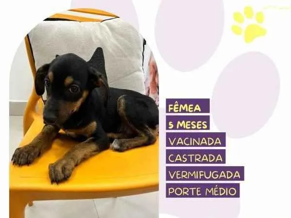 Cachorro ra a SRD-ViraLata idade 1 ano nome Jojo