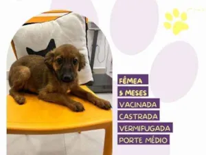 Cachorro raça SRD-ViraLata idade 1 ano nome Anitta