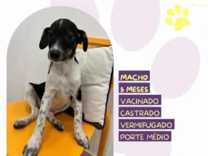 Cachorro raça SRD-ViraLata idade 1 ano nome Cafe