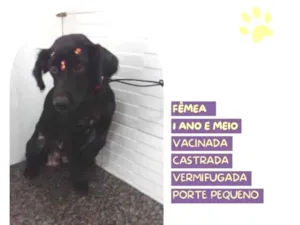 Cachorro raça SRD-ViraLata idade 1 ano nome Drika