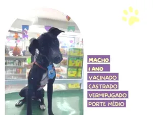 Cachorro raça SRD-ViraLata idade 1 ano nome Thor