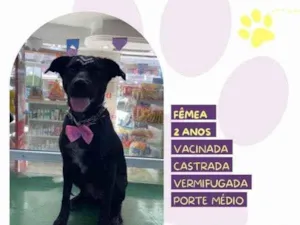 Cachorro raça SRD-ViraLata idade 1 ano nome Brisa