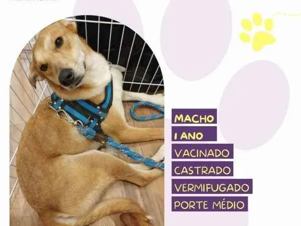 Cachorro ra a SRD-ViraLata idade 1 ano nome Simba