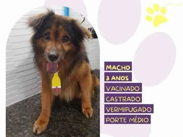 Cachorro ra a SRD-ViraLata idade 1 ano nome Jeremias