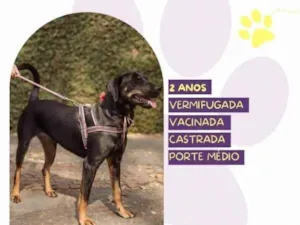 Cachorro raça SRD-ViraLata idade 1 ano nome Bel