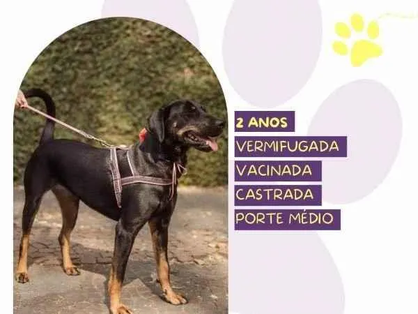 Cachorro ra a SRD-ViraLata idade 1 ano nome Bel