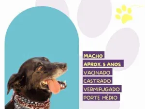 Cachorro raça SRD-ViraLata idade 1 ano nome Zulu