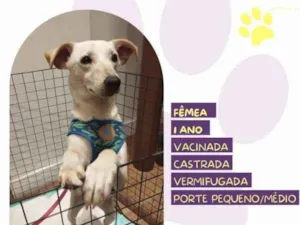 Cachorro raça SRD-ViraLata idade 1 ano nome Fifi