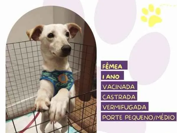 Cachorro ra a SRD-ViraLata idade 1 ano nome Fifi