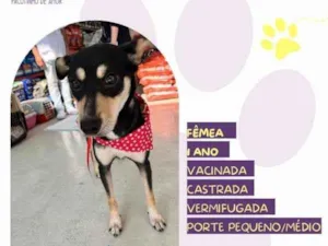 Cachorro raça SRD-ViraLata idade 1 ano nome Mel