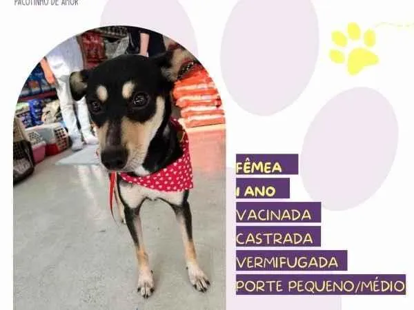 Cachorro ra a SRD-ViraLata idade 1 ano nome Mel