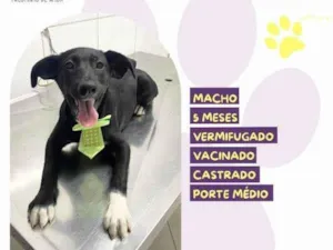 Cachorro raça SRD-ViraLata idade 2 a 6 meses nome Lupi