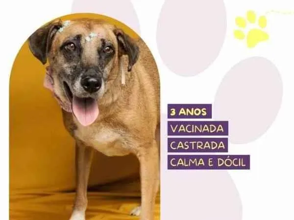 Cachorro ra a SRD-ViraLata idade 1 ano nome Stella