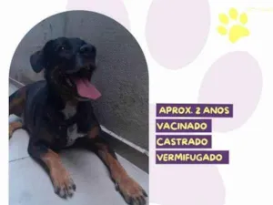 Cachorro raça SRD-ViraLata idade 1 ano nome Gigante Emilio