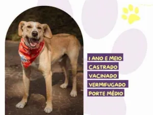 Cachorro raça SRD-ViraLata idade 2 a 6 meses nome Lyon