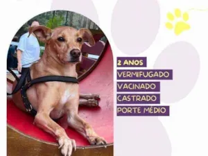 Cachorro raça SRD-ViraLata idade 1 ano nome Start