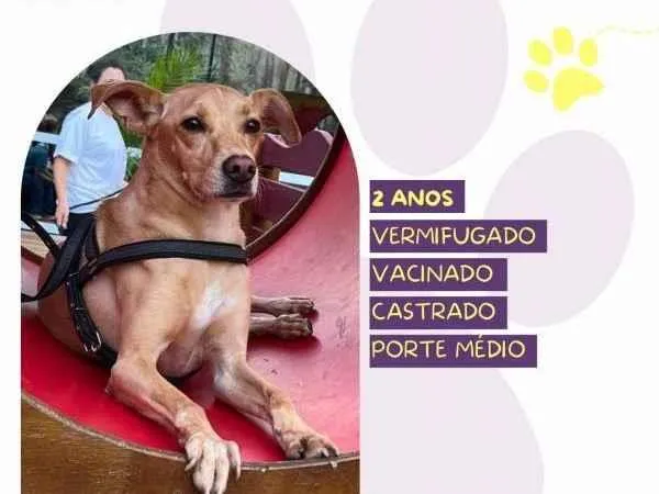 Cachorro ra a SRD-ViraLata idade 1 ano nome Start