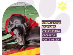 Cachorro raça SRD-ViraLata idade 1 ano nome Tatiane