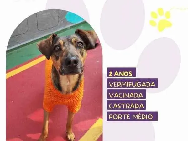 Cachorro ra a SRD-ViraLata idade 1 ano nome Maraisa