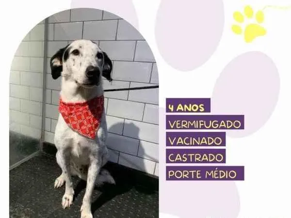 Cachorro ra a SRD-ViraLata idade 1 ano nome Milk