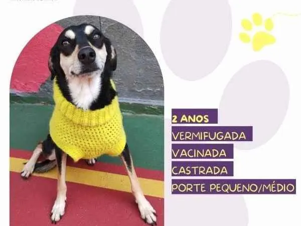 Cachorro ra a SRD-ViraLata idade 1 ano nome Luna