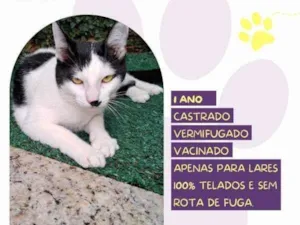 Gato raça SRD-ViraLata idade 2 a 6 meses nome Duu