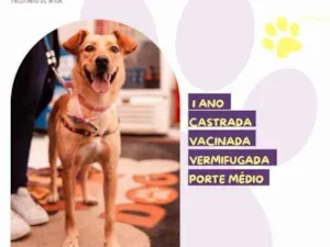 Cachorro raça SRD-ViraLata idade 1 ano nome Pandora