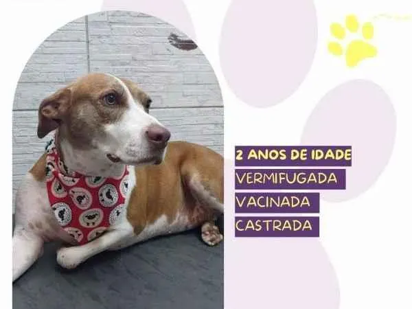 Cachorro ra a SRD-ViraLata idade 1 ano nome Zara