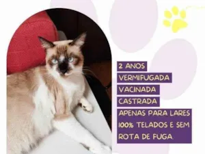 Gato raça SRD-ViraLata idade 1 ano nome Sabrina