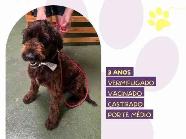 Cachorro ra a SRD-ViraLata idade 1 ano nome Black