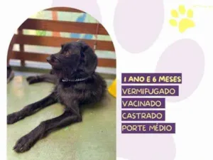 Cachorro raça SRD-ViraLata idade 1 ano nome Nick