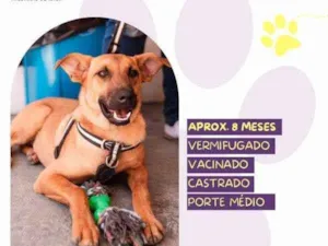 Cachorro raça SRD-ViraLata idade 1 ano nome Marlin