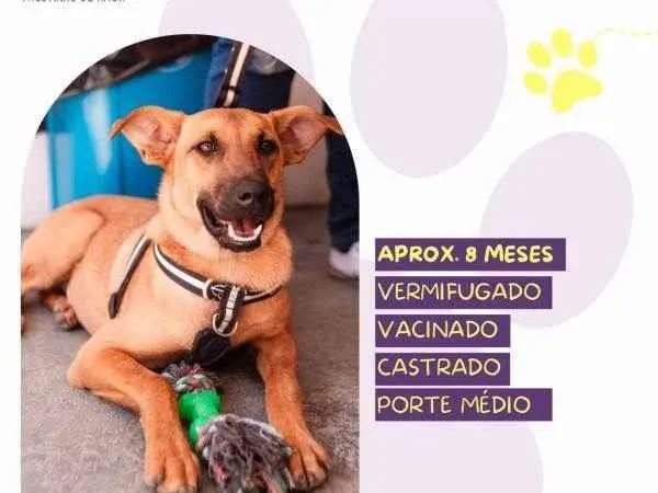 Cachorro ra a SRD-ViraLata idade 1 ano nome Marlin