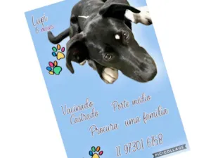 Cachorro raça SRD-ViraLata idade 7 a 11 meses nome Lupi