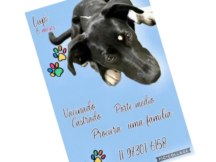 Cachorro ra a SRD-ViraLata idade 7 a 11 meses nome Lupi