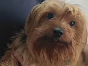 Cachorro raça Yorkshire idade 4 anos nome Espirro 