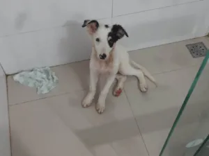 Cachorro raça Setter idade 7 a 11 meses nome Alanis 