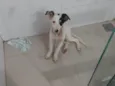 Alanis