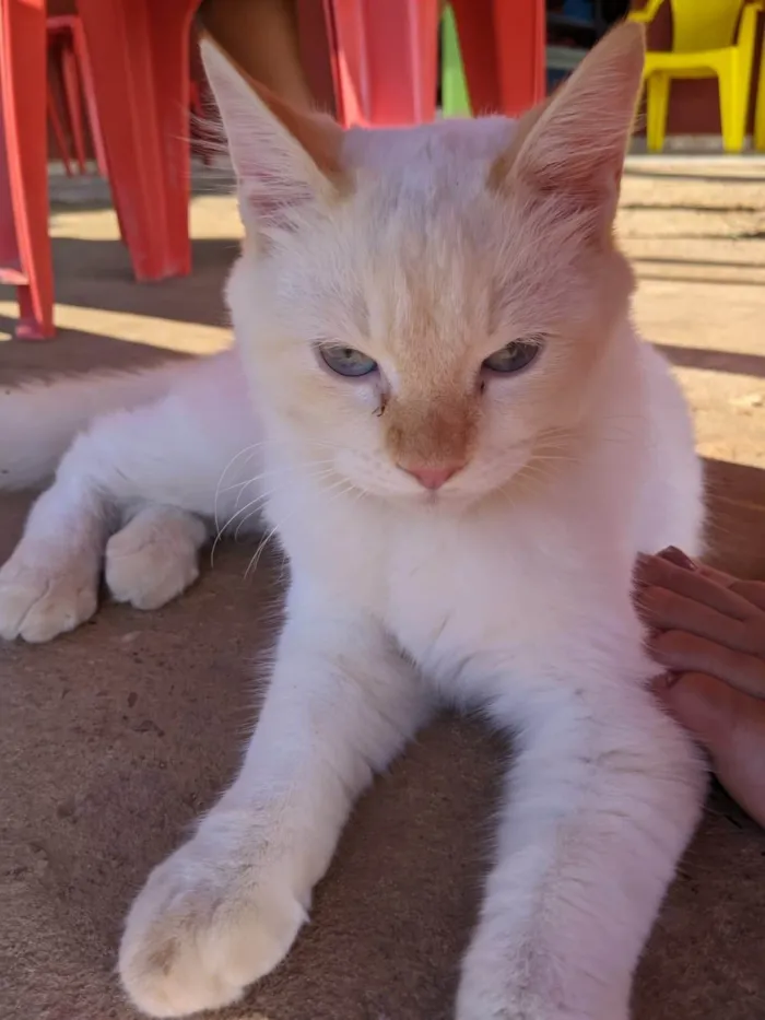 Gato ra a Siamês idade 7 a 11 meses nome Tom